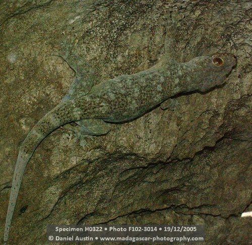 Madagascar Velvet Gecko