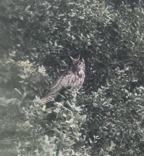 View observation of {o.common_name} on iNaturalist