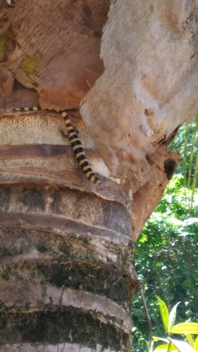 Banded Galliwasp