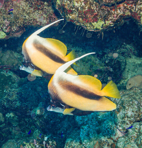 Heniochus intermedius