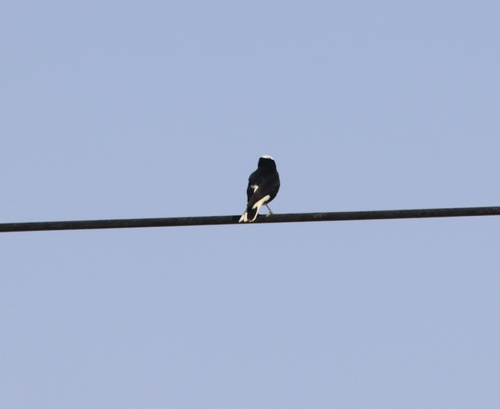 White-crowned Wheatear