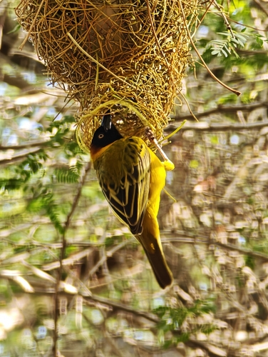 Lesser Masked Weaver
