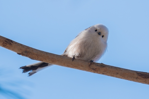 White-headed Long-tailed Tit