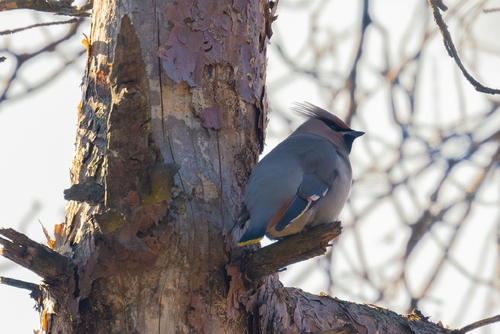 Bohemian Waxwing