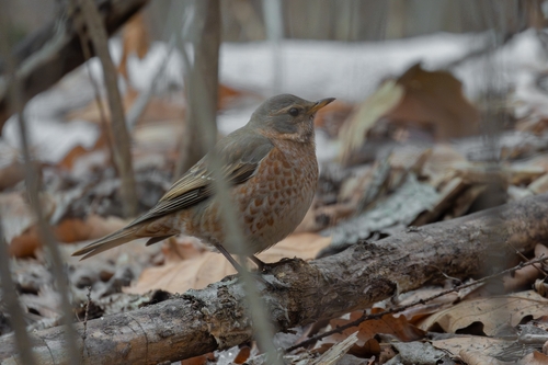 Naumann's Thrush