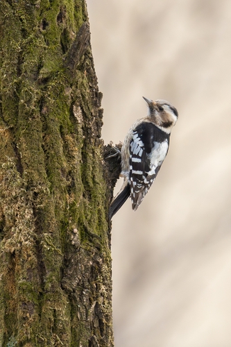 Gray-capped Pygmy Woodpecker