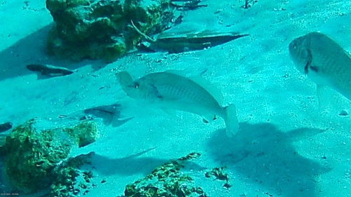 Micropogonias undulatus