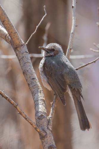 Brown-eared Bulbul
