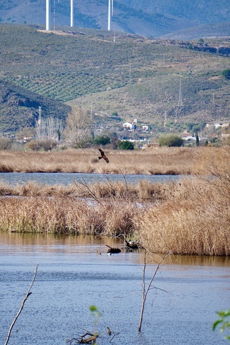 Avistamiento Aguilucho lagunero occidental