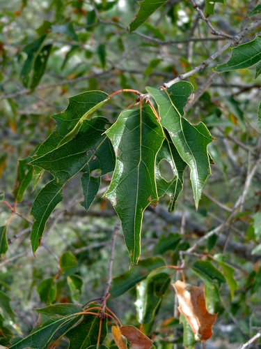 Robust Oak