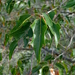 Quercus robusta - Photo (c) Lex García, todos os direitos reservados, uploaded by Lex García