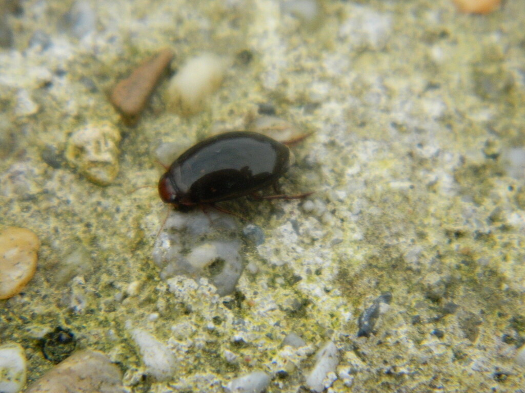 Gagini Insect Agabini from Ócsa, 2364 Hungary on March 05, 2016 at 03:26 PM by ...