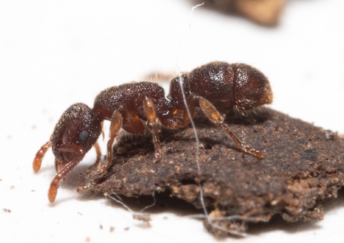迈氏异突蚁Heteroponera mayri