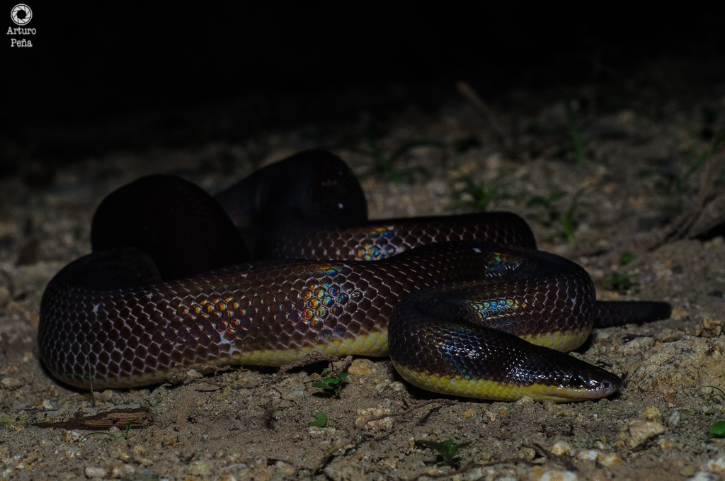 Mexican Burrowing Python from Tuzantán, Chis., México on December 1 ...