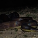 Mexican Burrowing Pythons - Photo (c) Arturo Peña, all rights reserved, uploaded by Arturo Peña