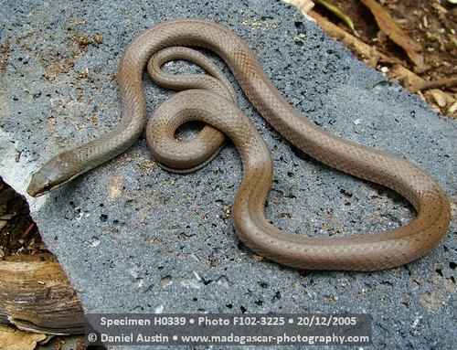 White-lipped Smooth Snake