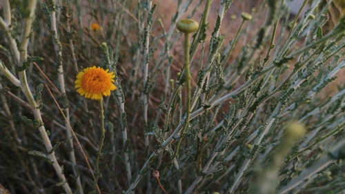 Pulicaria undulata