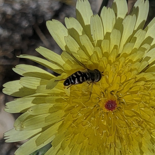 Unknown species found near Palm Springs, CA 92262, USA