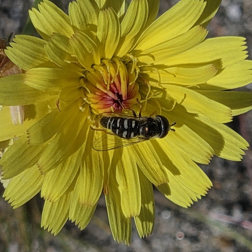 Unknown species found near Palm Springs, CA 92262, USA