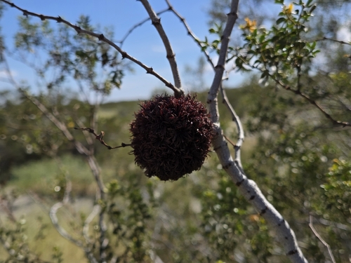 Unknown species found near Palm Springs, CA 92262, USA