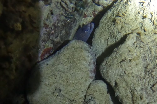 Muraena helena