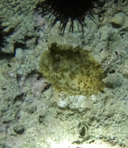 Dendrodoris grandiflora