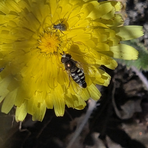 Unknown species found near Palm Springs, CA 92262, USA