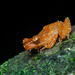 Peter's Tree Frog - Photo (c) Roy Kittrell, all rights reserved, uploaded by Roy Kittrell