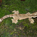 Kuhl's Flying Gecko - Photo (c) Roy Kittrell, all rights reserved, uploaded by Roy Kittrell