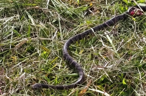 Cloudy Snail-eating Snake