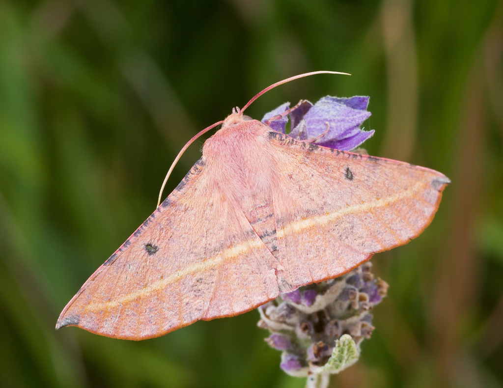 pink-bellied-moth-from-tootenilla-sa-5607-australia-on-november-17