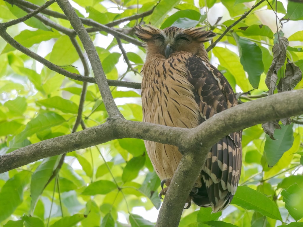 Buffy Fish-Owl photo