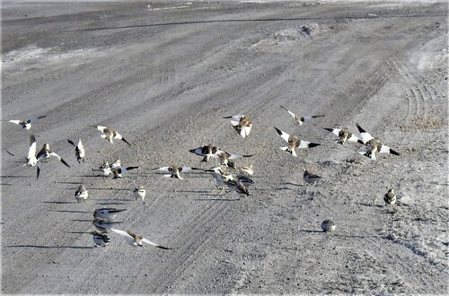Snow Bunting