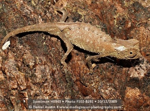 Plated Leaf Chameleon