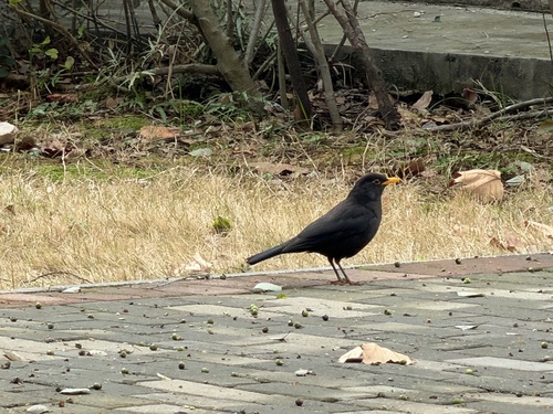 Chinese Blackbird