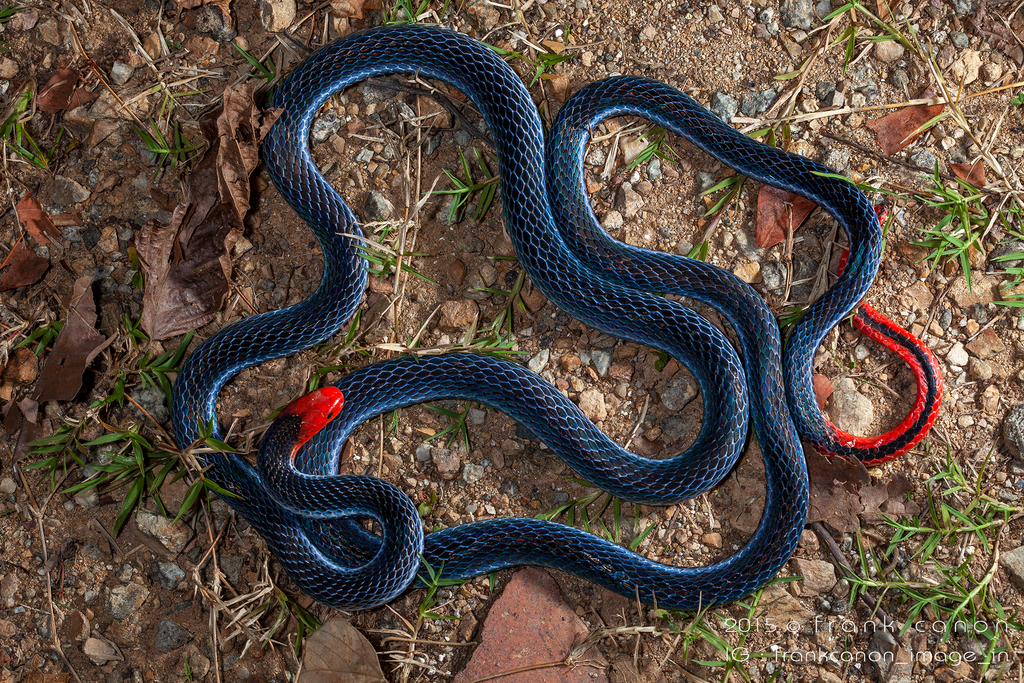 Habitat da cobra azul da Malásia. O nome científico desta bela cobra é  Calliophis bivirgatus.