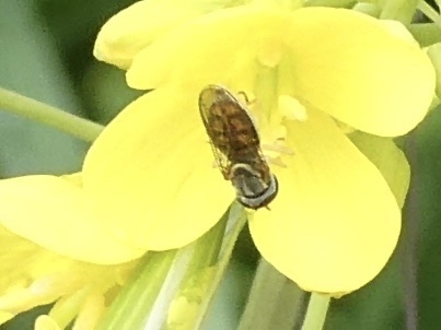 Unknown species found near Pearson-Arastradero Preserve, Palo Alto, CA, US