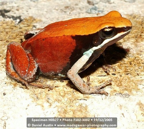 Green Mantella