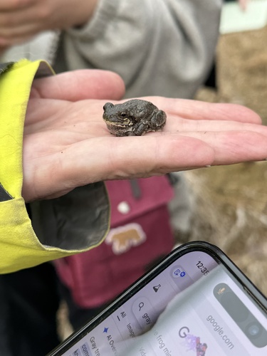Gray Treefrog observed by katierock