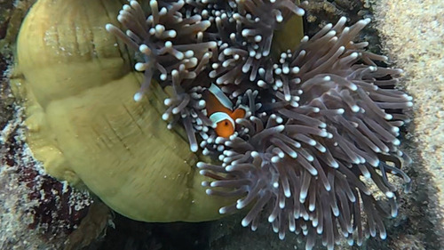 Amphiprion ocellaris