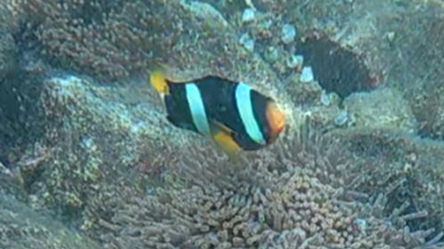 Amphiprion clarkii