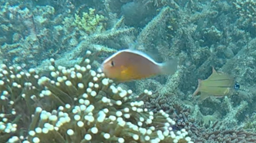 Amphiprion akallopisos