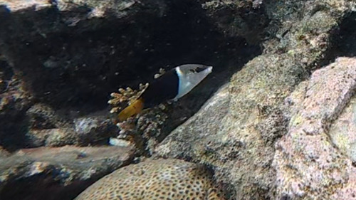 Hemigymnus melapterus