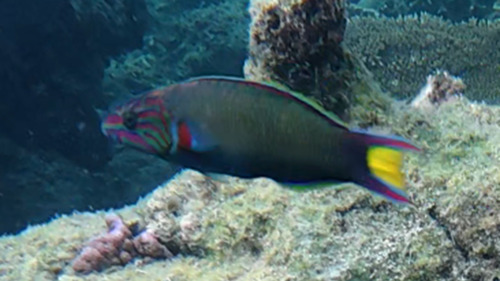 Thalassoma lunare