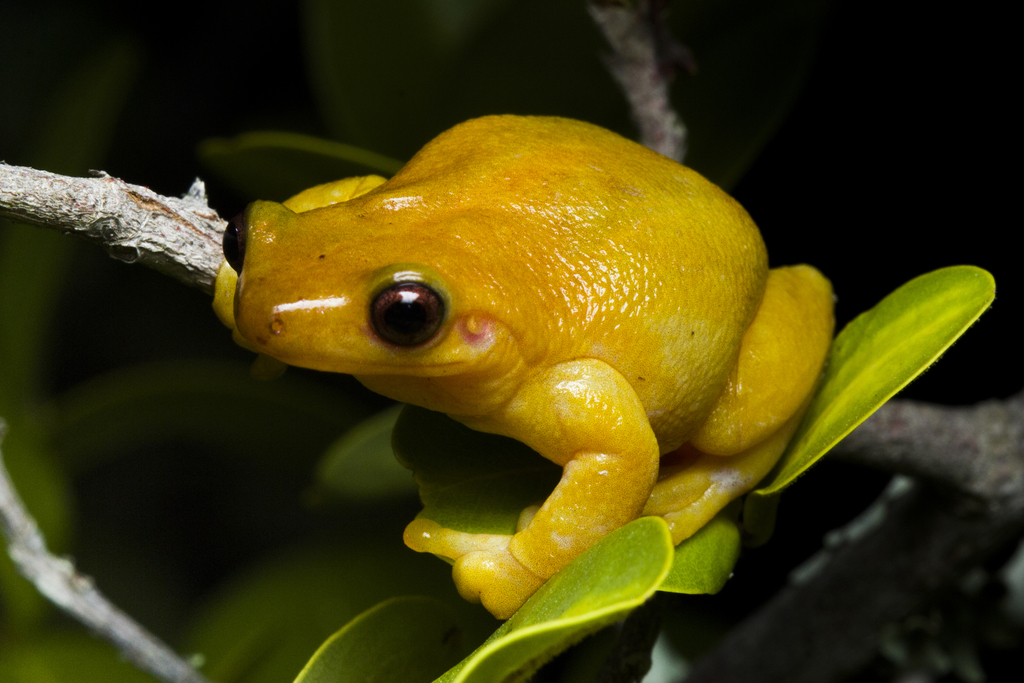 Izecksohn's Brazilian Tree Frog from Araruama, RJ, 28970-000, Brasil on ...