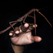Cladomorphus - Photo 由 Projeto Mantis 所上傳的 (c) Projeto Mantis，保留所有權利