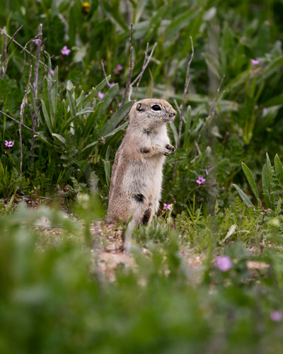 Nelson's Antelope Squirrel observed by tcuriel