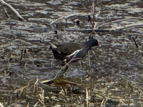 Eurasian Moorhen