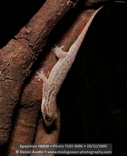 Spotted Fish-scale Gecko