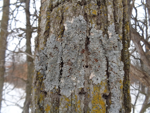 Eastern speckled shield lichen